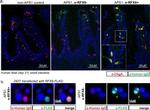 Rabbit IgG (H+L) Highly Cross-Adsorbed Secondary Antibody in Immunocytochemistry (ICC/IF)