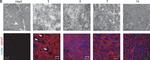 Rabbit IgG (H+L) Highly Cross-Adsorbed Secondary Antibody in Immunohistochemistry (PFA fixed) (IHC (PFA))