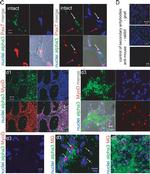 Mouse IgG (H+L) Cross-Adsorbed Secondary Antibody in Immunohistochemistry (PFA fixed) (IHC (PFA))