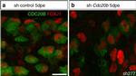 Mouse IgG2b Cross-Adsorbed Secondary Antibody in Immunocytochemistry (ICC/IF)