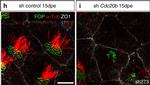 Mouse IgG2b Cross-Adsorbed Secondary Antibody in Immunocytochemistry (ICC/IF)