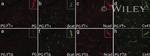 EOMES Antibody in Flow Cytometry (Flow)