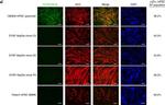 Rabbit IgG (H+L) Highly Cross-Adsorbed Secondary Antibody in Immunocytochemistry (ICC/IF)