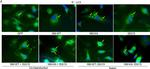 Rabbit IgG (H+L) Highly Cross-Adsorbed Secondary Antibody in Immunocytochemistry (ICC/IF)