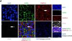 Mouse IgG1 Cross-Adsorbed Secondary Antibody in Immunocytochemistry (ICC/IF)