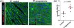 Mouse IgG (H+L) Highly Cross-Adsorbed Secondary Antibody in Immunohistochemistry (Paraffin) (IHC (P))