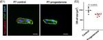 Mouse IgG (H+L) Highly Cross-Adsorbed Secondary Antibody in Immunocytochemistry (ICC/IF)