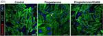 Mouse IgG (H+L) Highly Cross-Adsorbed Secondary Antibody in Immunocytochemistry (ICC/IF)