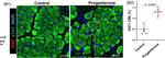 Mouse IgG (H+L) Highly Cross-Adsorbed Secondary Antibody in Immunohistochemistry (Paraffin) (IHC (P))