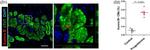 Mouse IgG (H+L) Highly Cross-Adsorbed Secondary Antibody in Immunohistochemistry (Paraffin) (IHC (P))