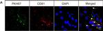 Rabbit IgG (H+L) Highly Cross-Adsorbed Secondary Antibody in Immunohistochemistry (Frozen) (IHC (F))