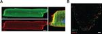 Chicken IgY (H+L) Secondary Antibody in Immunocytochemistry (ICC/IF)