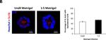 Goat IgG (H+L) Cross-Adsorbed Secondary Antibody in Immunocytochemistry (ICC/IF)