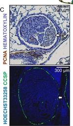 Rabbit IgG (H+L) Highly Cross-Adsorbed Secondary Antibody in Immunohistochemistry (Paraffin) (IHC (P))