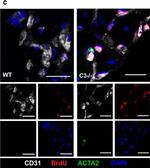 Rabbit IgG (H+L) Highly Cross-Adsorbed Secondary Antibody in Immunocytochemistry (ICC/IF)