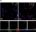 Goat IgG (H+L) Cross-Adsorbed Secondary Antibody in Immunocytochemistry (ICC/IF)