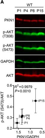 Rabbit IgG (H+L) Cross-Adsorbed Secondary Antibody in Western Blot (WB)