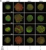 Rabbit IgG (H+L) Cross-Adsorbed Secondary Antibody in Immunohistochemistry (PFA fixed) (IHC (PFA))