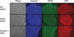 Rabbit IgG (H+L) Cross-Adsorbed Secondary Antibody in Immunocytochemistry (ICC/IF)