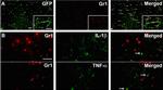 Rat IgG (H+L) Cross-Adsorbed Secondary Antibody in Immunohistochemistry (Frozen) (IHC (F))