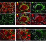 Rat IgG (H+L) Highly Cross-Adsorbed Secondary Antibody in Immunohistochemistry (Frozen) (IHC (F))