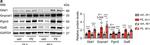 Mouse IgG (H+L) Cross-Adsorbed Secondary Antibody in Western Blot (WB)