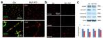 CD140b (PDGFRB) Antibody in Immunohistochemistry (IHC)