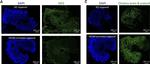 Mouse IgM (Heavy chain) Cross-Adsorbed Secondary Antibody in Immunohistochemistry (Frozen) (IHC (F))