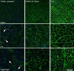 Mouse IgM (Heavy chain) Cross-Adsorbed Secondary Antibody in Immunohistochemistry (Frozen) (IHC (F))