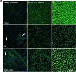 Mouse IgM (Heavy chain) Cross-Adsorbed Secondary Antibody in Immunohistochemistry (Frozen) (IHC (F))