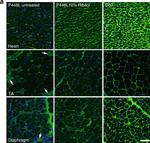 Mouse IgM (Heavy chain) Cross-Adsorbed Secondary Antibody in Immunohistochemistry (Frozen) (IHC (F))