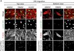 Rabbit IgG (H+L) Cross-Adsorbed Secondary Antibody in Immunocytochemistry (ICC/IF)