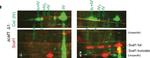 Rabbit IgG (H+L) Cross-Adsorbed Secondary Antibody in Western Blot (WB)