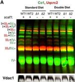 Rabbit IgG (H+L) Cross-Adsorbed Secondary Antibody in Western Blot (WB)