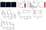 OVA257-264 (SIINFEKL) peptide bound to H-2Kb Antibody in Flow Cytometry (Flow)