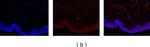 Mouse IgG2a Cross-Adsorbed Secondary Antibody in Immunohistochemistry (Frozen) (IHC (F))