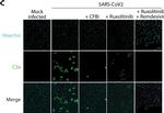 Mouse IgG1 Cross-Adsorbed Secondary Antibody in Immunocytochemistry (ICC/IF)