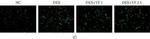 Mouse IgG1 Cross-Adsorbed Secondary Antibody in Immunohistochemistry (IHC)