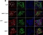 Mouse IgG2a Cross-Adsorbed Secondary Antibody in Immunohistochemistry (Paraffin) (IHC (P))