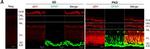 Goat IgG (H+L) Cross-Adsorbed Secondary Antibody in Immunohistochemistry (IHC)