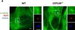 Mouse IgG (H+L) Highly Cross-Adsorbed Secondary Antibody in Immunocytochemistry (ICC/IF)