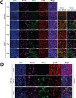 Mouse IgG (H+L) Highly Cross-Adsorbed Secondary Antibody in Immunocytochemistry (ICC/IF)