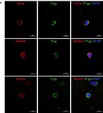 Mouse IgG (H+L) Highly Cross-Adsorbed Secondary Antibody in Immunocytochemistry (ICC/IF)