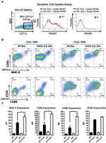 MHC Class II (I-A/I-E) Antibody in Flow Cytometry (Flow)