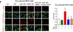 Rabbit IgG (H+L) Highly Cross-Adsorbed Secondary Antibody in Immunocytochemistry (ICC/IF)