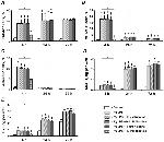 CD62E (E-selectin) Antibody