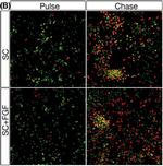 Rabbit IgG (H+L) Highly Cross-Adsorbed Secondary Antibody in Immunocytochemistry (ICC/IF)