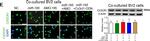 Rabbit IgG (H+L) Highly Cross-Adsorbed Secondary Antibody in Immunocytochemistry (ICC/IF)