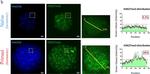 Rabbit IgG (H+L) Highly Cross-Adsorbed Secondary Antibody in Immunocytochemistry (ICC/IF)