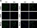 Rabbit IgG (H+L) Highly Cross-Adsorbed Secondary Antibody in Immunocytochemistry (ICC/IF)